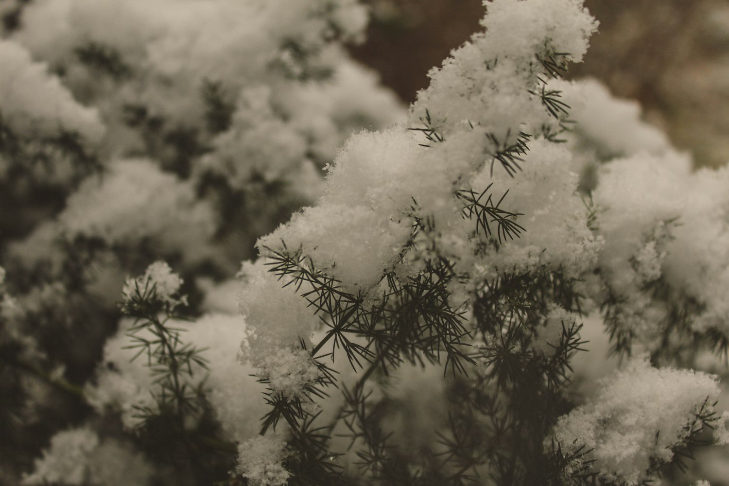 動漫櫻花樹圖片，美的瞬間與藝術(shù)的永恒之美